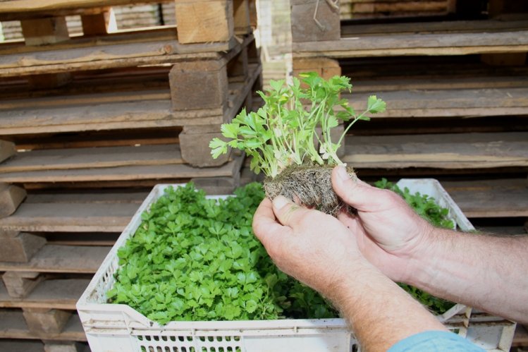 DIVERSIFICACIÓN PRODUCTIVA E INNOVACIÓN SON CLAVE PARA ABORDAR EFECTOS DEL CAMBIO CLIMÁTICO EN LA AGRICULTURA