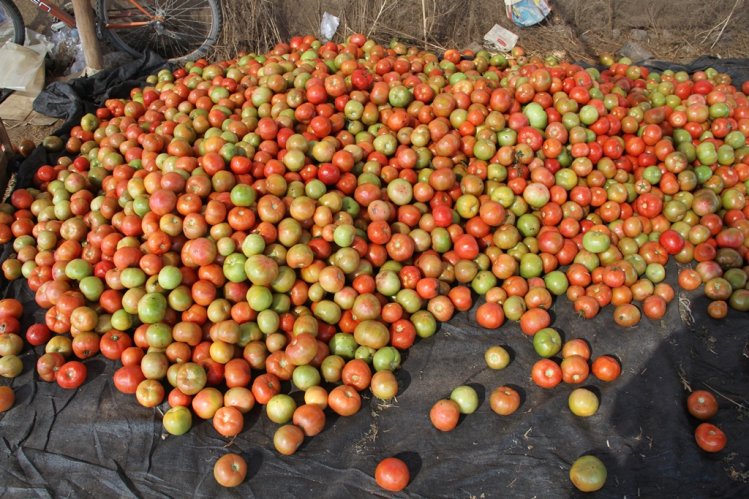 DIVERSIFICACIÓN PRODUCTIVA E INNOVACIÓN SON CLAVE PARA ABORDAR EFECTOS DEL CAMBIO CLIMÁTICO EN LA AGRICULTURA