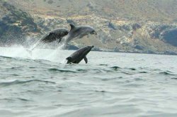 CONGRESO INTERNACIONAL DE ÁREAS MARINAS PROTEGIDAS REUNIRÁ A EXPERTOS PARA LA CONSERVACIÓN DE OCÉANOS