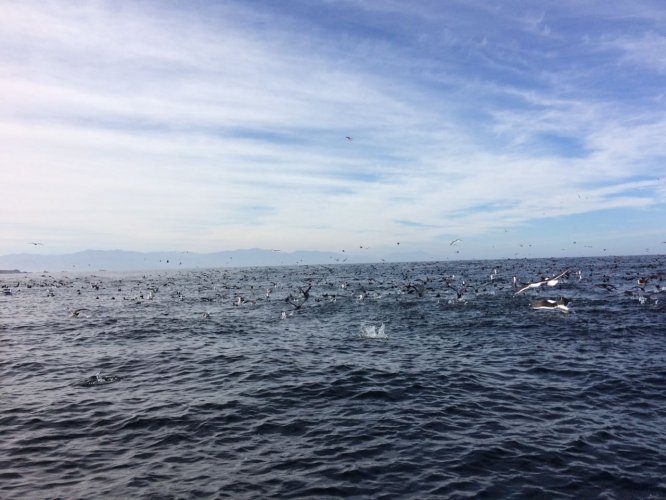 CONGRESO INTERNACIONAL DE ÁREAS MARINAS PROTEGIDAS IMPAC 4 ABRIÓ SUS PUERTAS CON VISITAS DE EXPERTOS INTERNACIONALES A ÁREAS PROTEGIDAS