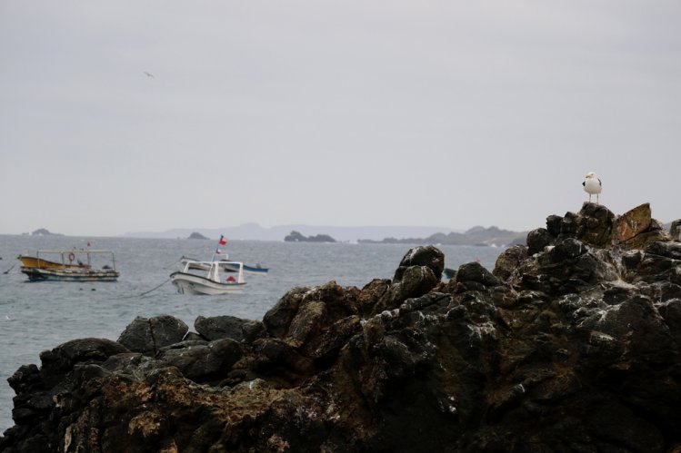 CIENTÍFICOS DE TODO EL MUNDO VISITARON RESERVA NACIONAL PINGÜINO DE HUMBOLDT