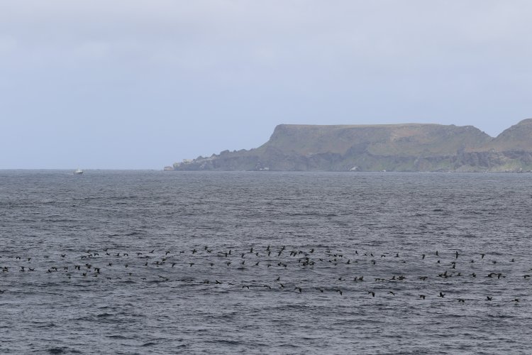 COMUNIDAD CIENTÍFICA INTERNACIONAL REAFIRMA LA IMPORTANCIA AMBIENTAL DE LA RESERVA PINGÜINO DE HUMBOLDT