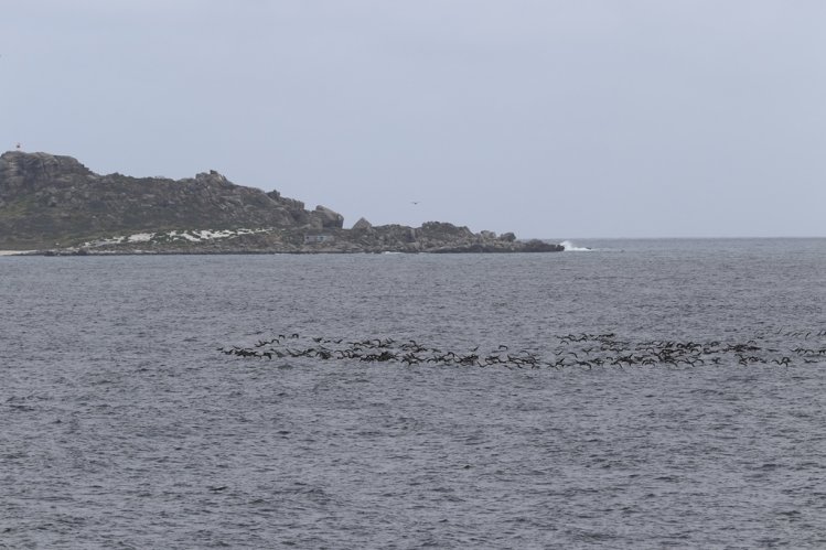 COMUNIDAD CIENTÍFICA INTERNACIONAL REAFIRMA LA IMPORTANCIA AMBIENTAL DE LA RESERVA PINGÜINO DE HUMBOLDT