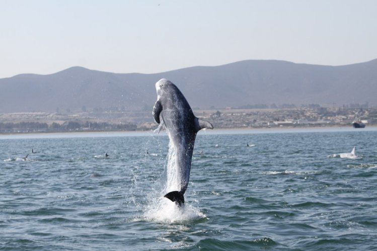 DESTACADA CINEASTA ESPAÑOLA EXPLORA POTENCIAL FÍLMICO DE LA REGIÓN DE COQUIMBO