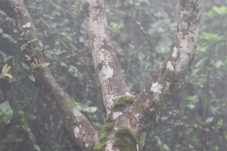 FUERTE IMPULSO AL TURISMO DE REGIÓN DE COQUIMBO GRACIAS A NUEVA INFRAESTRUCTURA DE PARQUE NACIONAL BOSQUE FRAY JORGE