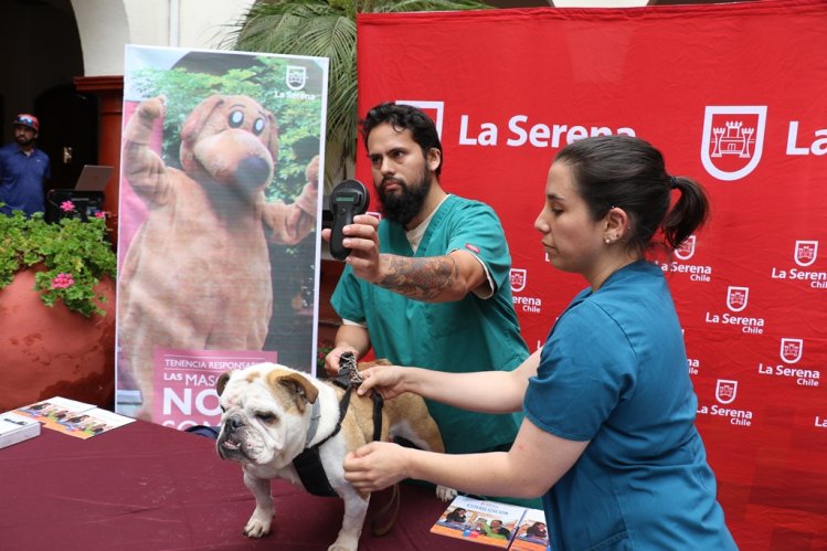 DUEÑOS DE PERROS Y GATOS DEBEN INSCRIBIRLOS DESDE EL 6 DE MARZO EN REGISTRO NACIONAL