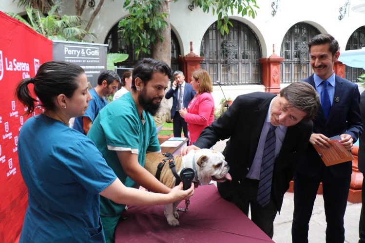 DUEÑOS DE PERROS Y GATOS DEBEN INSCRIBIRLOS DESDE EL 6 DE MARZO EN REGISTRO NACIONAL