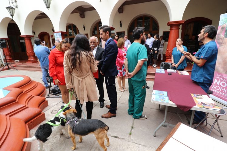 DUEÑOS DE PERROS Y GATOS DEBEN INSCRIBIRLOS DESDE EL 6 DE MARZO EN REGISTRO NACIONAL