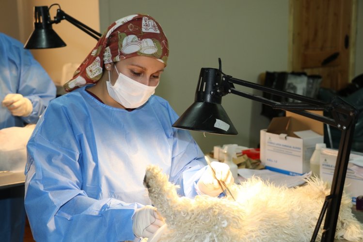 INICIAN OPERATIVOS GRATUITOS DE ESTERILIZACIÓN Y MICROCHIPEO PARA MASCOTAS DE LA SERENA