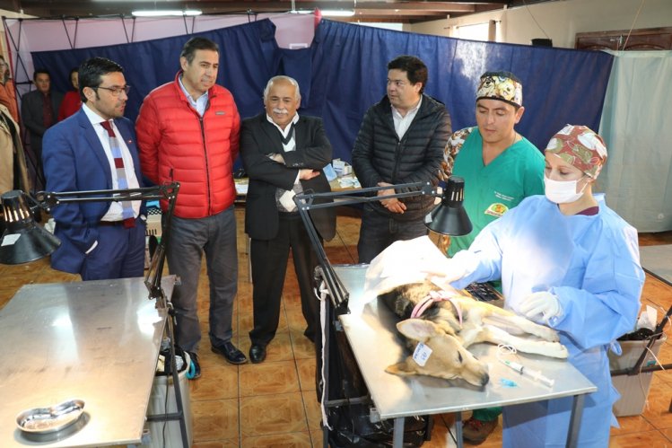 INICIAN OPERATIVOS GRATUITOS DE ESTERILIZACIÓN Y MICROCHIPEO PARA MASCOTAS DE LA SERENA