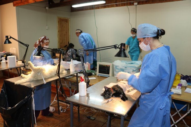 INICIAN OPERATIVOS GRATUITOS DE ESTERILIZACIÓN Y MICROCHIPEO PARA MASCOTAS DE LA SERENA