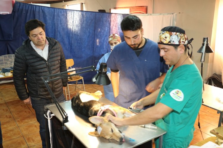 INICIAN OPERATIVOS GRATUITOS DE ESTERILIZACIÓN Y MICROCHIPEO PARA MASCOTAS DE LA SERENA INICIAN OPERATIVOS GRATUITOS DE ESTERILIZACIÓN Y MICROCHIPEO PARA MASCOTAS DE LA SERENA