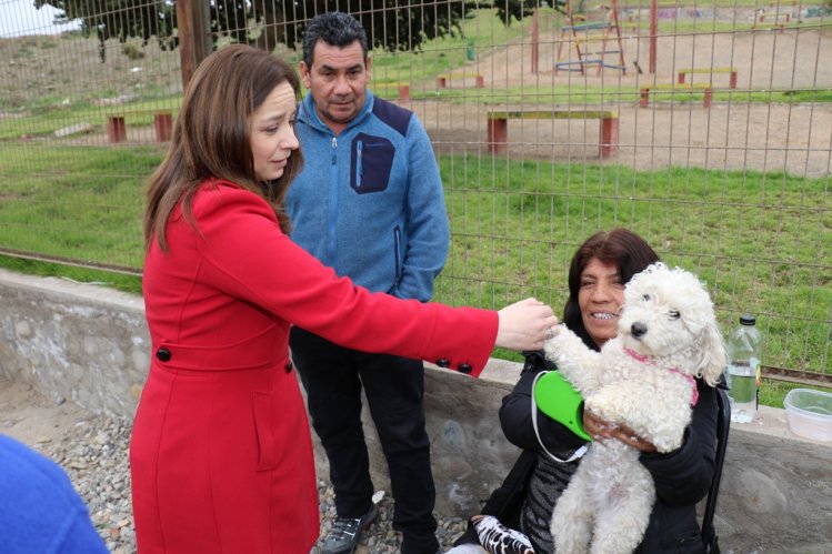 DESTACAN POSITIVO AVANCE EN LAS ESTERILIZACIONES DE MASCOTAS EN LA SERENA