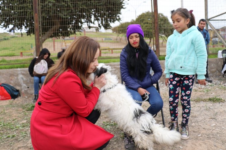 DESTACAN POSITIVO AVANCE EN LAS ESTERILIZACIONES DE MASCOTAS EN LA SERENA DESTACAN POSITIVO AVANCE EN LAS ESTERILIZACIONES DE MASCOTAS EN LA SERENA