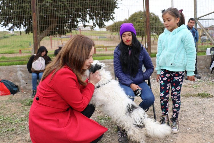 DESTACAN POSITIVO AVANCE EN LAS ESTERILIZACIONES DE MASCOTAS EN LA SERENA