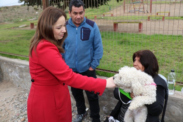 DESTACAN POSITIVO AVANCE EN LAS ESTERILIZACIONES DE MASCOTAS EN LA SERENA