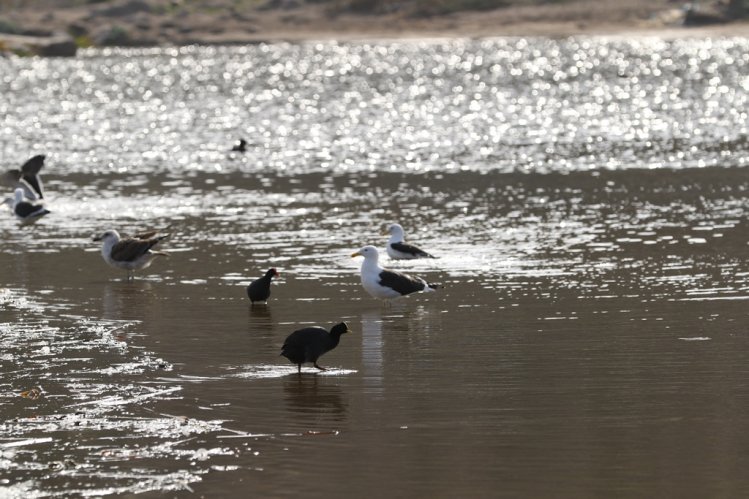 GOBIERNO BUSCA DECLARAR COMO SITIO RAMSAR AL HUMEDAL DE PUNTA TEATINOS