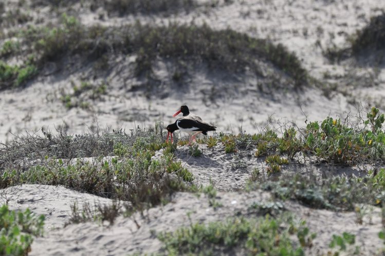 GOBIERNO BUSCA DECLARAR COMO SITIO RAMSAR AL HUMEDAL DE PUNTA TEATINOS GOBIERNO BUSCA DECLARAR COMO SITIO RAMSAR AL HUMEDAL DE PUNTA TEATINOS