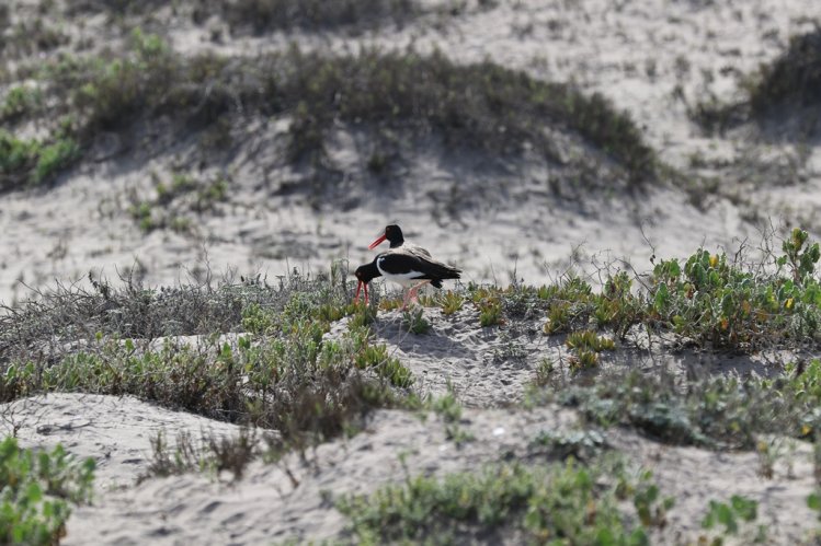 GOBIERNO BUSCA DECLARAR COMO SITIO RAMSAR AL HUMEDAL DE PUNTA TEATINOS