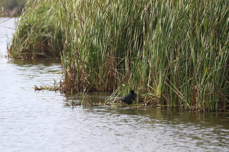 GOBIERNO BUSCA DECLARAR COMO SITIO RAMSAR AL HUMEDAL DE PUNTA TEATINOS