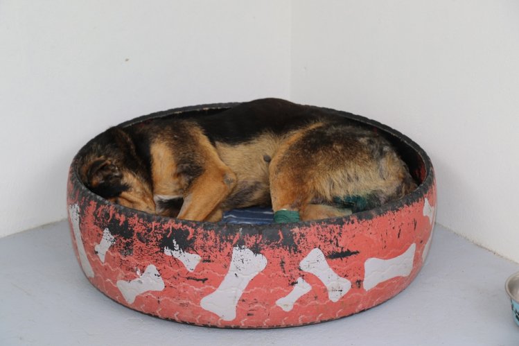 EN LA SERENA SE INAUGURÓ EL PRIMER CENTRO DE TENENCIA RESPONSABLE DE ANIMALES DE COMPAÑÍA DE CHILE EN LA SERENA SE INAUGURÓ EL PRIMER CENTRO DE TENENCIA RESPONSABLE DE ANIMALES DE COMPAÑÍA DE CHILE