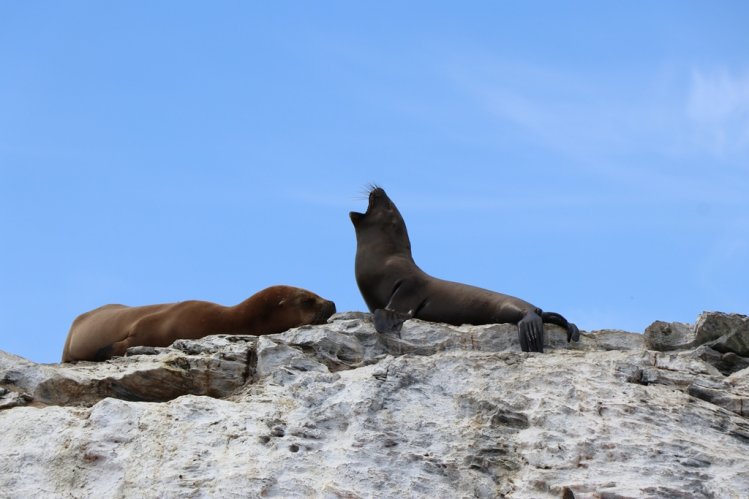 RESERVA PINGÜINO DE HUMBOLDT REBAJA TARIFA DE INGRESO POR EL RESTO DE LA TEMPORADA