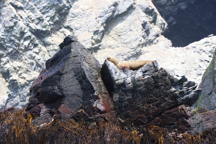 RESERVA PINGÜINO DE HUMBOLDT REBAJA TARIFA DE INGRESO POR EL RESTO DE LA TEMPORADA