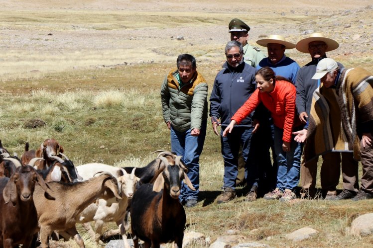 MÁS DE 75 MIL CABEZAS DE GANADO SE PREPARAN PARA RETORNAR DESDE LAS VERANADAS MÁS DE 75 MIL CABEZAS DE GANADO SE PREPARAN PARA RETORNAR DESDE LAS VERANADAS