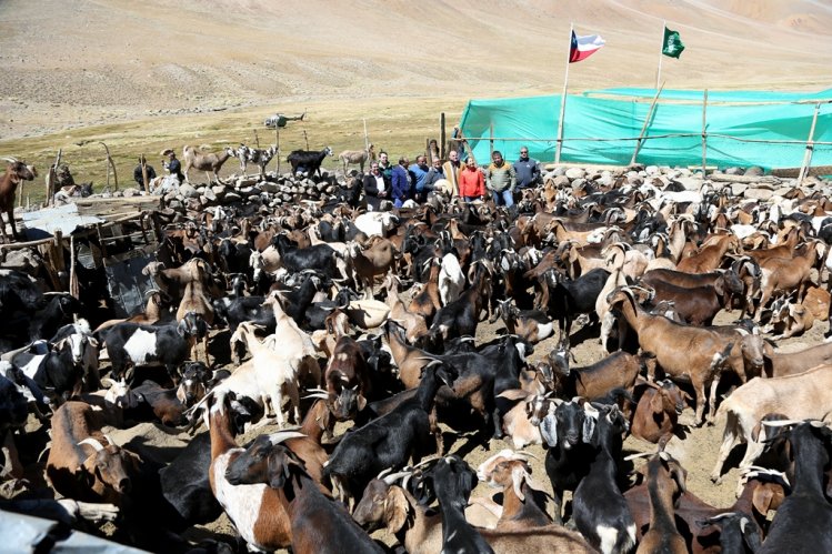 MÁS DE 75 MIL CABEZAS DE GANADO SE PREPARAN PARA RETORNAR DESDE LAS VERANADAS MÁS DE 75 MIL CABEZAS DE GANADO SE PREPARAN PARA RETORNAR DESDE LAS VERANADAS