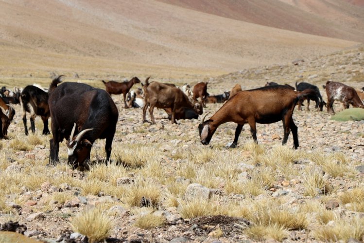 MÁS DE 75 MIL CABEZAS DE GANADO SE PREPARAN PARA RETORNAR DESDE LAS VERANADAS MÁS DE 75 MIL CABEZAS DE GANADO SE PREPARAN PARA RETORNAR DESDE LAS VERANADAS