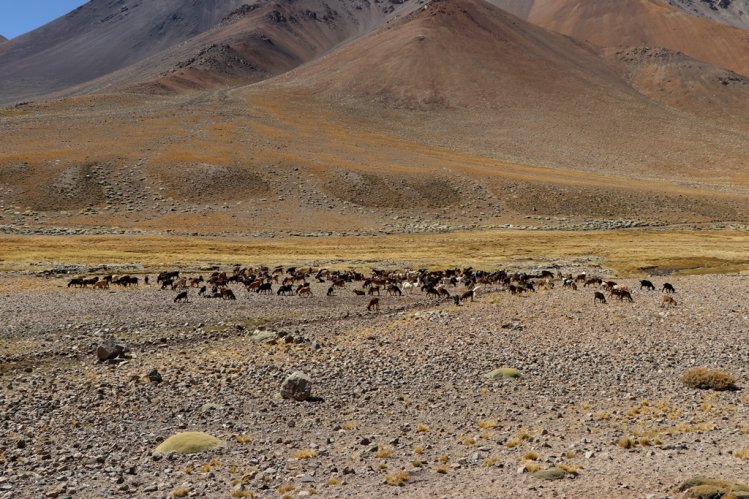 MÁS DE 75 MIL CABEZAS DE GANADO SE PREPARAN PARA RETORNAR DESDE LAS VERANADAS MÁS DE 75 MIL CABEZAS DE GANADO SE PREPARAN PARA RETORNAR DESDE LAS VERANADAS