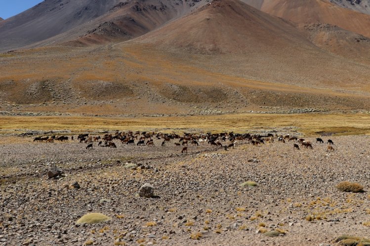 MÁS DE 75 MIL CABEZAS DE GANADO SE PREPARAN PARA RETORNAR DESDE LAS VERANADAS