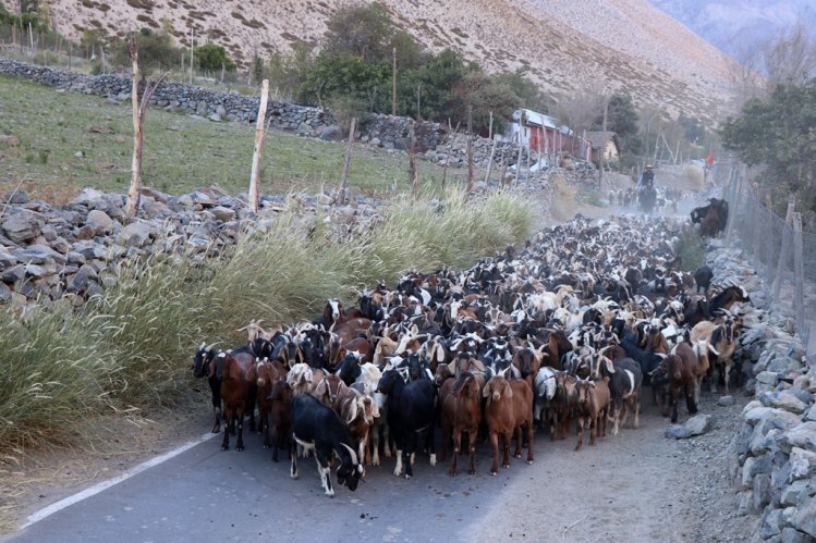 MÁS DE 75 MIL CABEZAS DE GANADO SE PREPARAN PARA RETORNAR DESDE LAS VERANADAS MÁS DE 75 MIL CABEZAS DE GANADO SE PREPARAN PARA RETORNAR DESDE LAS VERANADAS