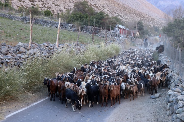 MÁS DE 75 MIL CABEZAS DE GANADO SE PREPARAN PARA RETORNAR DESDE LAS VERANADAS