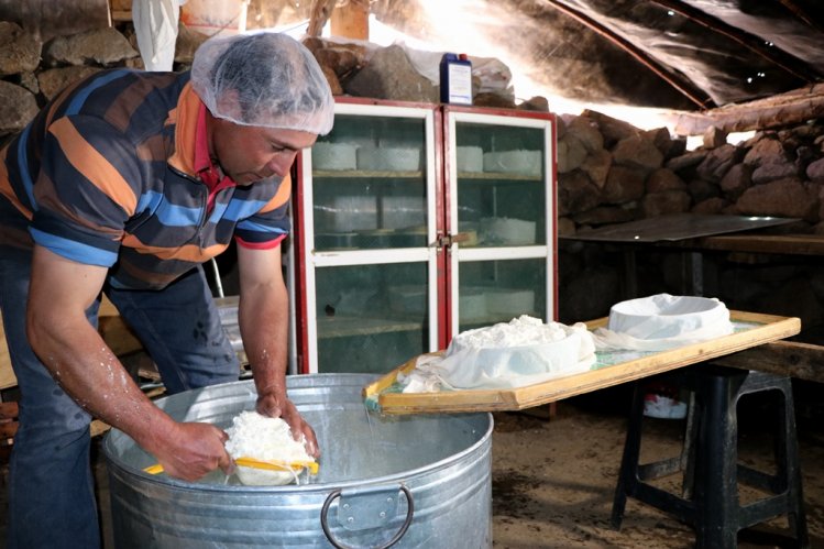 MÁS DE 75 MIL CABEZAS DE GANADO SE PREPARAN PARA RETORNAR DESDE LAS VERANADAS MÁS DE 75 MIL CABEZAS DE GANADO SE PREPARAN PARA RETORNAR DESDE LAS VERANADAS