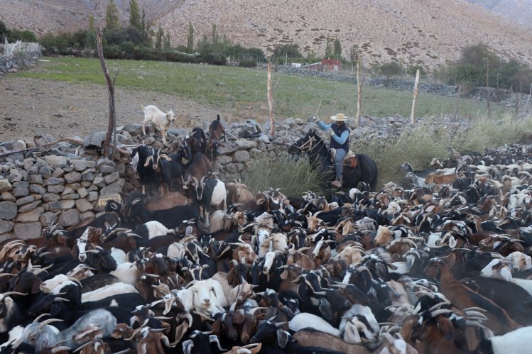 MÁS DE 75 MIL CABEZAS DE GANADO SE PREPARAN PARA RETORNAR DESDE LAS VERANADAS MÁS DE 75 MIL CABEZAS DE GANADO SE PREPARAN PARA RETORNAR DESDE LAS VERANADAS