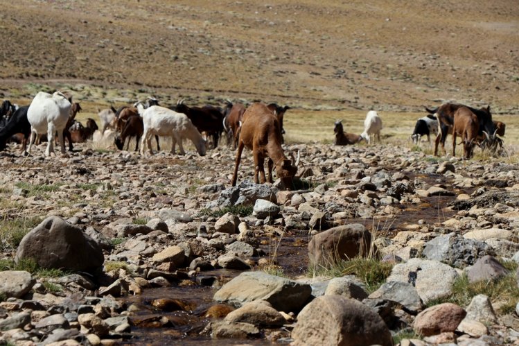 MÁS DE 75 MIL CABEZAS DE GANADO SE PREPARAN PARA RETORNAR DESDE LAS VERANADAS MÁS DE 75 MIL CABEZAS DE GANADO SE PREPARAN PARA RETORNAR DESDE LAS VERANADAS