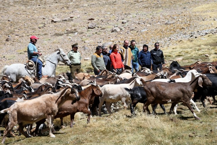 MÁS DE 75 MIL CABEZAS DE GANADO SE PREPARAN PARA RETORNAR DESDE LAS VERANADAS MÁS DE 75 MIL CABEZAS DE GANADO SE PREPARAN PARA RETORNAR DESDE LAS VERANADAS