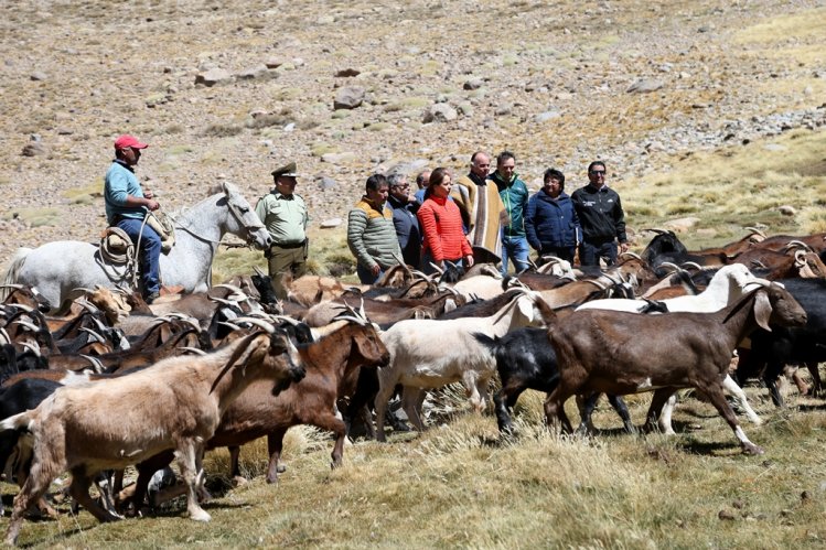 MÁS DE 75 MIL CABEZAS DE GANADO SE PREPARAN PARA RETORNAR DESDE LAS VERANADAS