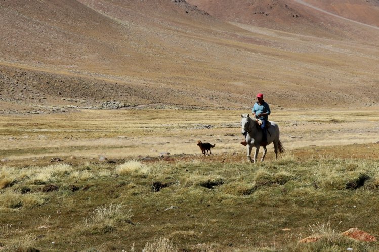 MÁS DE 75 MIL CABEZAS DE GANADO SE PREPARAN PARA RETORNAR DESDE LAS VERANADAS MÁS DE 75 MIL CABEZAS DE GANADO SE PREPARAN PARA RETORNAR DESDE LAS VERANADAS