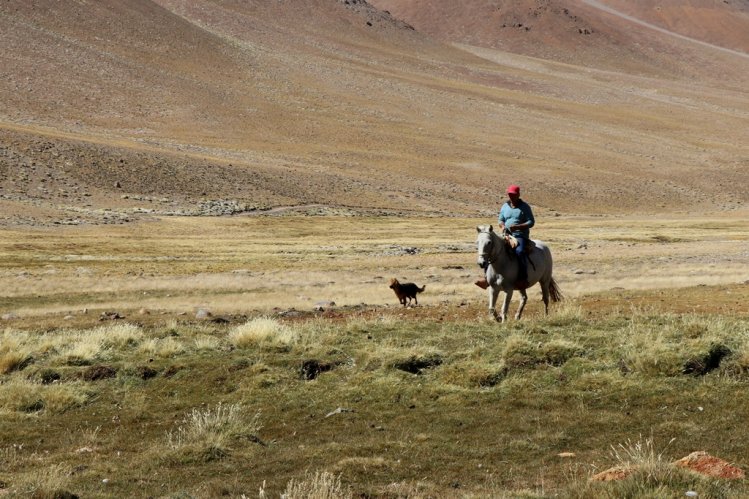 MÁS DE 75 MIL CABEZAS DE GANADO SE PREPARAN PARA RETORNAR DESDE LAS VERANADAS