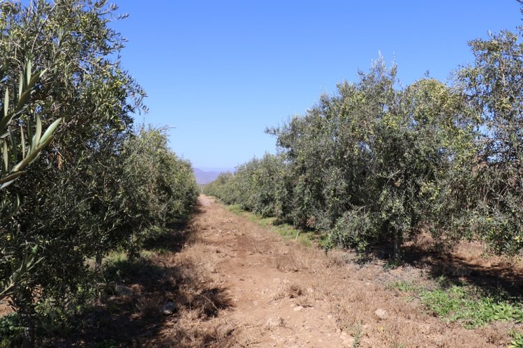 DESTACAN DIVERSIFICACIÓN AGRÍCOLA COMO MOTOR DE RECUPERACIÓN DE LA AGRICULTURA LOCAL