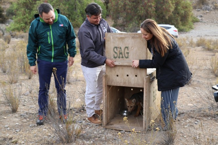 LIBERAN A ZORRO CULPEO TRAS MESES DE CUIDADOS Y TRATAMIENTO PARA SU REHABILITACIÓN LIBERAN A ZORRO CULPEO TRAS MESES DE CUIDADOS Y TRATAMIENTO PARA SU REHABILITACIÓN