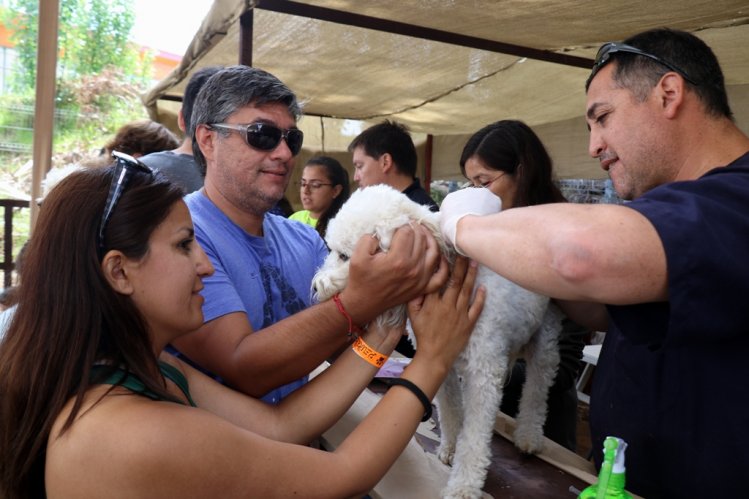 GOBIERNO ABRE POSTULACIONES A LOS FONDOS CONCURSABLES PARA LA TENENCIA RESPONSABLE DE MASCOTAS