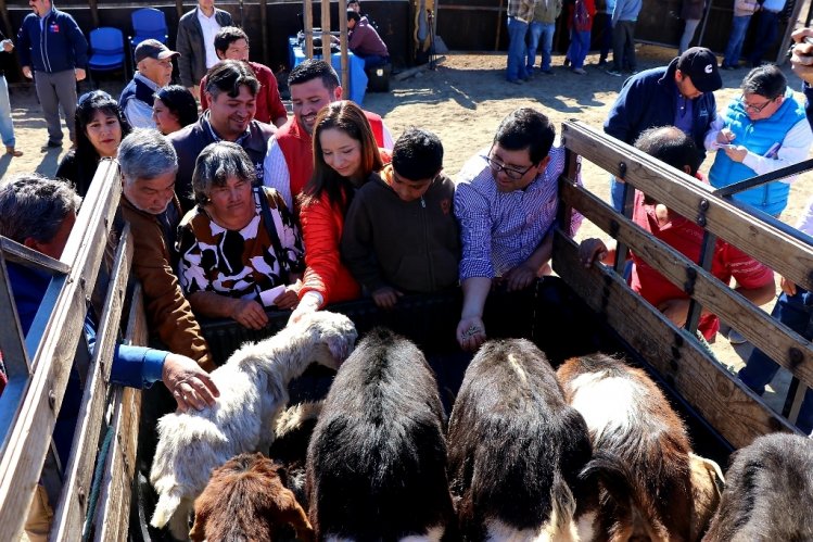 CRIANCEROS DE MONTE PATRIA RECIBEN ALIMENTACIÓN ESPECIAL PARA DAR MAYOR ENERGÍA Y NUTRICIÓN A LOS ANIMALES