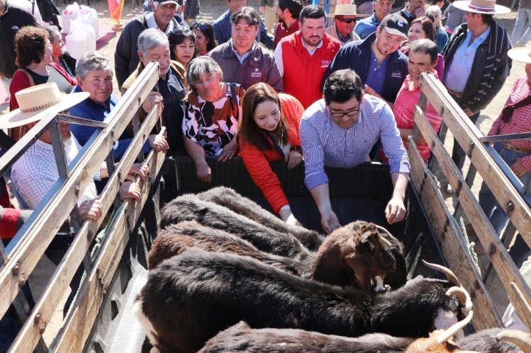 CRIANCEROS DE MONTE PATRIA RECIBEN ALIMENTACIÓN ESPECIAL PARA DAR MAYOR ENERGÍA Y NUTRICIÓN A LOS ANIMALES CRIANCEROS DE MONTE PATRIA RECIBEN ALIMENTACIÓN ESPECIAL PARA DAR MAYOR ENERGÍA Y NUTRICIÓN A LOS ANIMALES