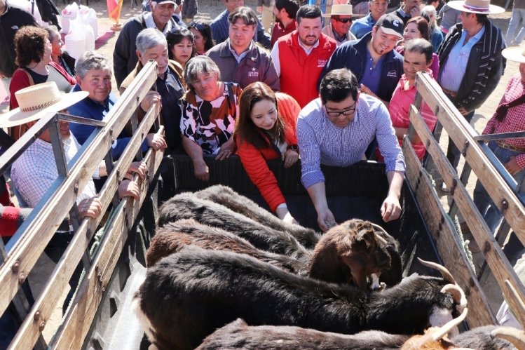 CRIANCEROS DE MONTE PATRIA RECIBEN ALIMENTACIÓN ESPECIAL PARA DAR MAYOR ENERGÍA Y NUTRICIÓN A LOS ANIMALES