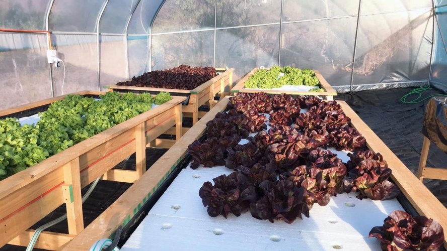 BUSCAN POTENCIAR LA PRODUCCIÓN DE FORRAJE HIDROPÓNICO PARA ASEGURAR LA ALIMENTACIÓN DEL GANADO BUSCAN POTENCIAR LA PRODUCCIÓN DE FORRAJE HIDROPÓNICO PARA ASEGURAR LA ALIMENTACIÓN DEL GANADO