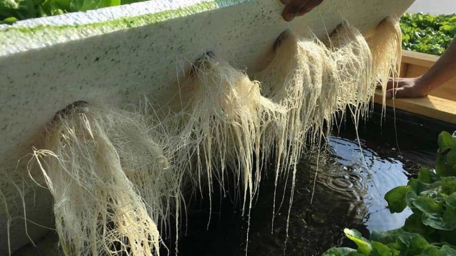 BUSCAN POTENCIAR LA PRODUCCIÓN DE FORRAJE HIDROPÓNICO PARA ASEGURAR LA ALIMENTACIÓN DEL GANADO BUSCAN POTENCIAR LA PRODUCCIÓN DE FORRAJE HIDROPÓNICO PARA ASEGURAR LA ALIMENTACIÓN DEL GANADO