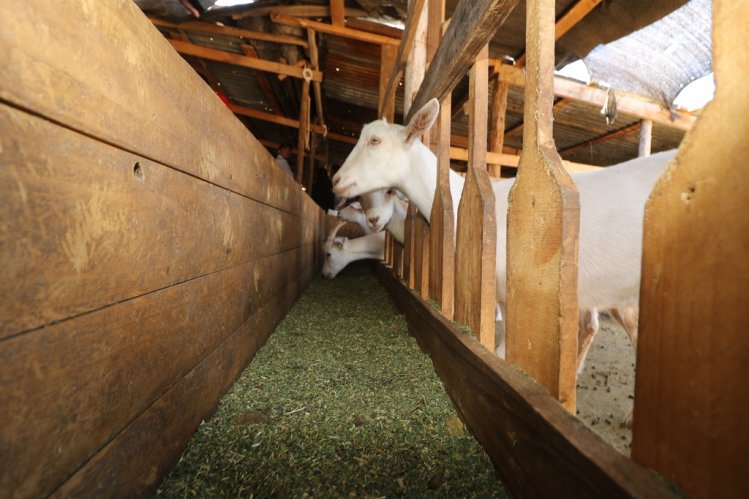 PROMUEVEN PROCESO DE ESTABULADO PARA AUMENTAR PRODUCCIÓN EN GANADO CAPRINO